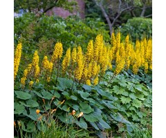 Kruiskruid - Ligularia stenocephala 'The Rocket'