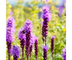 Lampenpoetser - Liatris spicata 'Kobold'