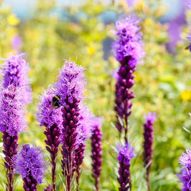 Lampenpoetser - Liatris spicata 'Kobold'