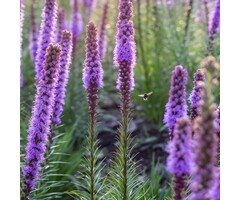 Lampenpoetser - Liatris spicata
