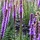 Lampenpoetser - Liatris spicata