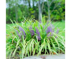 Leliegras - Liriope muscari