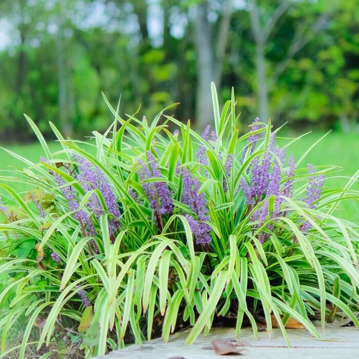 Leliegras - Liriope muscari