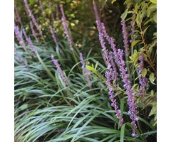 Leliegras - Liriope muscari 'Ingwersen'