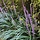 Leliegras - Liriope muscari 'Ingwersen'