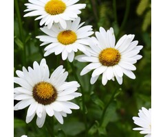 Margriet - Leucanthemum (S) 'Alaska'