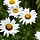 Margriet - Leucanthemum (S) 'Alaska'