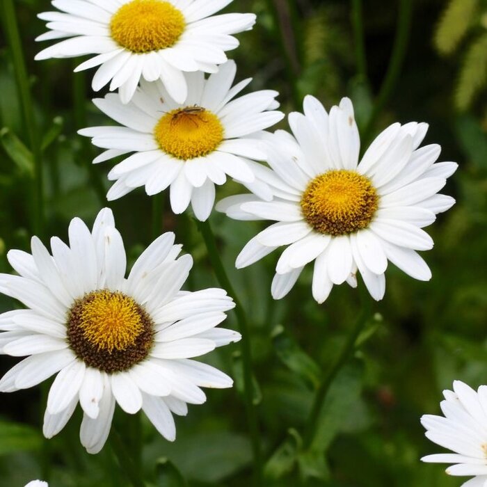 Margriet - Leucanthemum (S) 'Alaska'