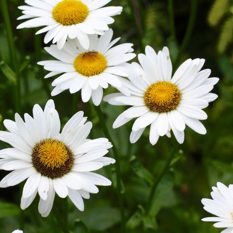 Margriet - Leucanthemum (S) 'Alaska'
