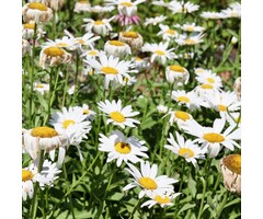Margriet - Leucanthemum (S) 'Becky'