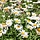 Margriet - Leucanthemum (S) 'Becky'