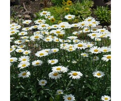 Margriet - Leucanthemum (S) 'Dwarf Snow Lady'