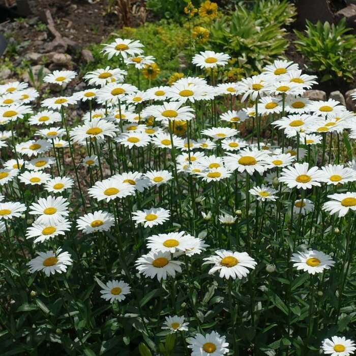 Margriet - Leucanthemum (S) 'Dwarf Snow Lady'