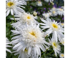 Margriet - Leucanthemum (S) 'Wirral Supreme'