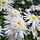 Margriet - Leucanthemum (S) 'Wirral Supreme'