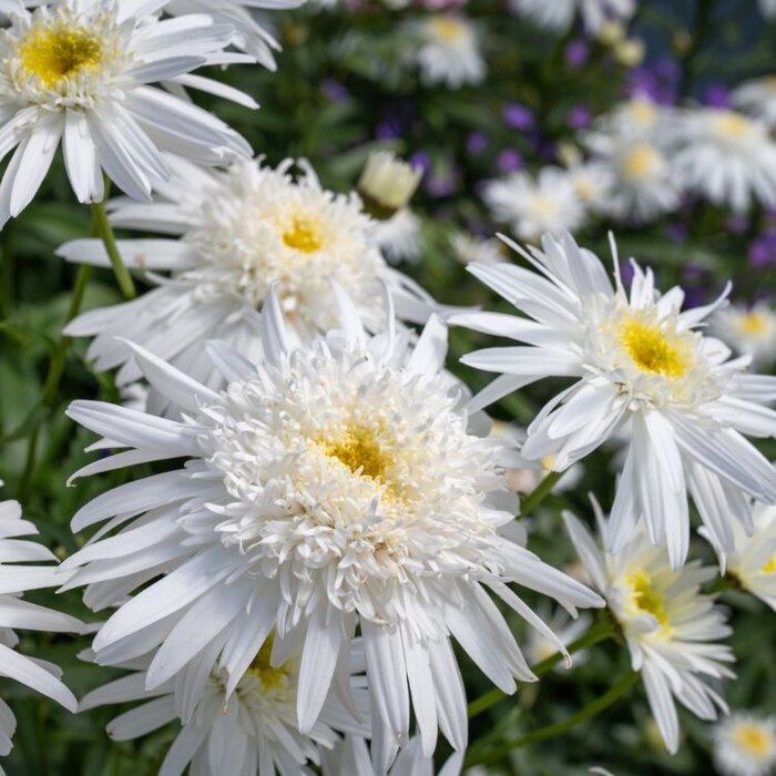 Margriet - Leucanthemum (S) 'Wirral Supreme'