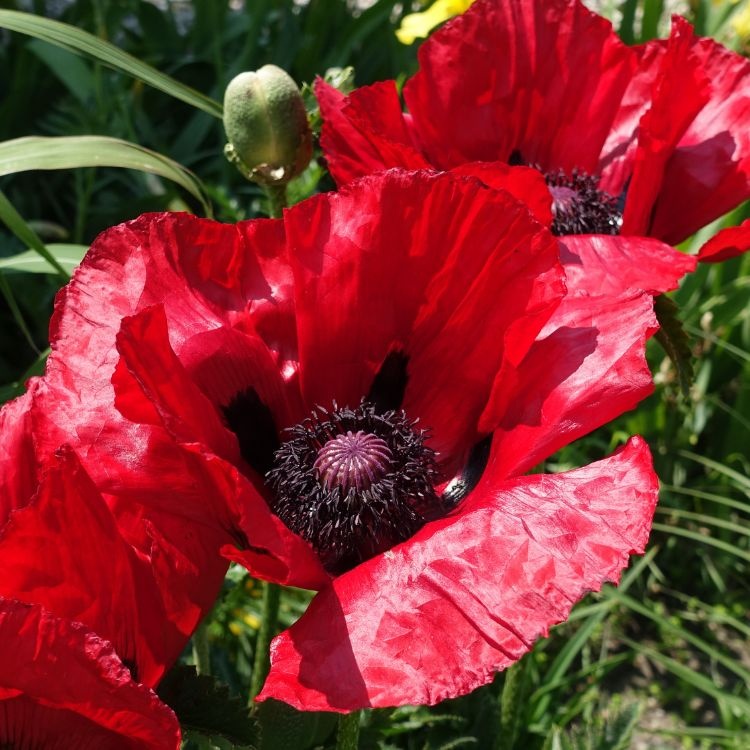 Oosterse klaproos - Papaver orientale 'Beauty of Livermere'