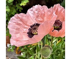 Oosterse klaproos - Papaver orientale 'Helen Elizabeth'
