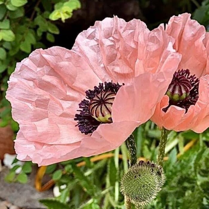 Oosterse klaproos - Papaver orientale 'Helen Elizabeth'