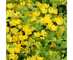 Penningkruid - Lysimachia nummularia