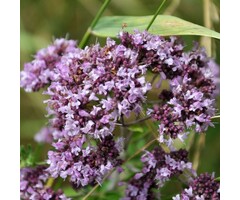 Marjolein - Origanum laevigatum 'Herrenhausen'