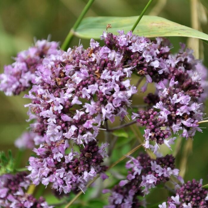 Marjolein - Origanum laevigatum 'Herrenhausen'