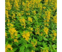 Puntwederik - Lysimachia punctata 'Senior'