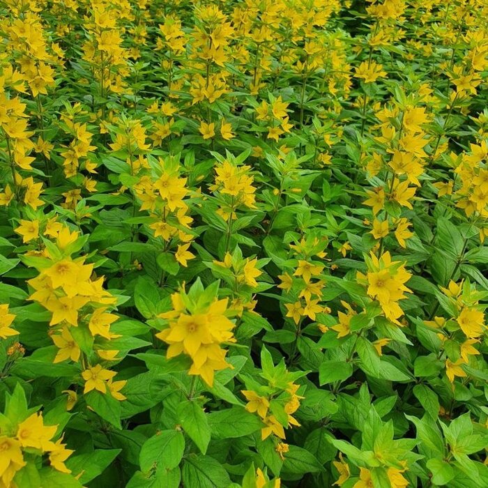 Puntwederik - Lysimachia punctata 'Senior'