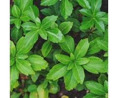 Schaduwkruid - Pachysandra terminalis 'Green Carpet'