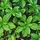 Schaduwkruid - Pachysandra terminalis 'Green Carpet'