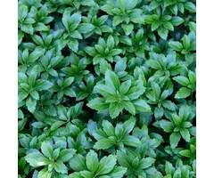 Schaduwkruid - Pachysandra terminalis 'Green Sheen'