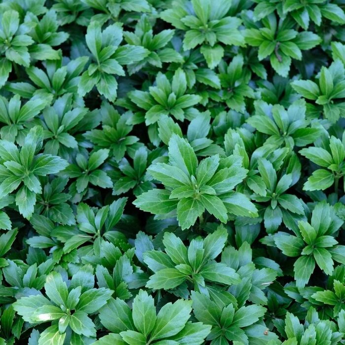 Schaduwkruid - Pachysandra terminalis 'Green Sheen'