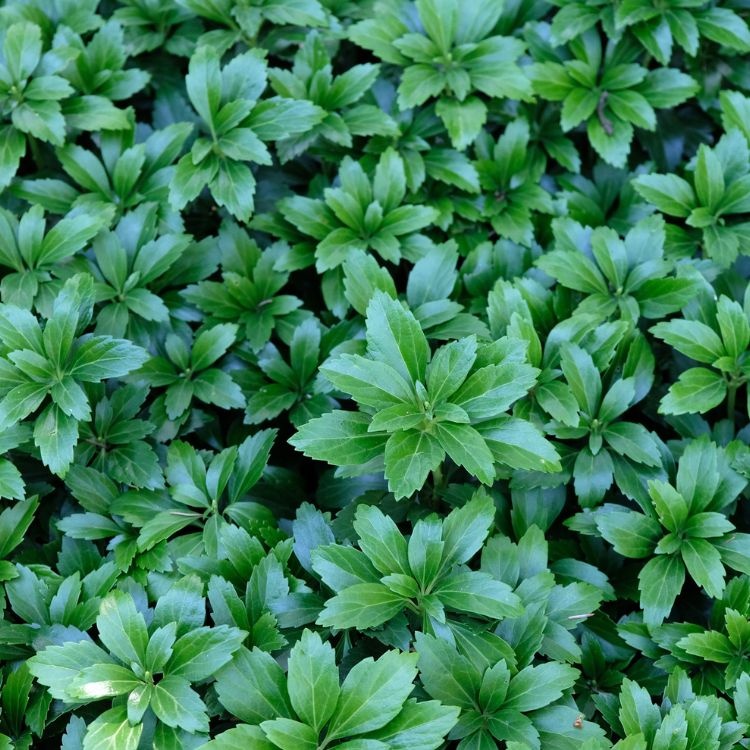 Schaduwkruid - Pachysandra terminalis 'Green Sheen'