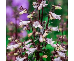 Schildpadbloem - Penstemon digitalis 'Husker Red'