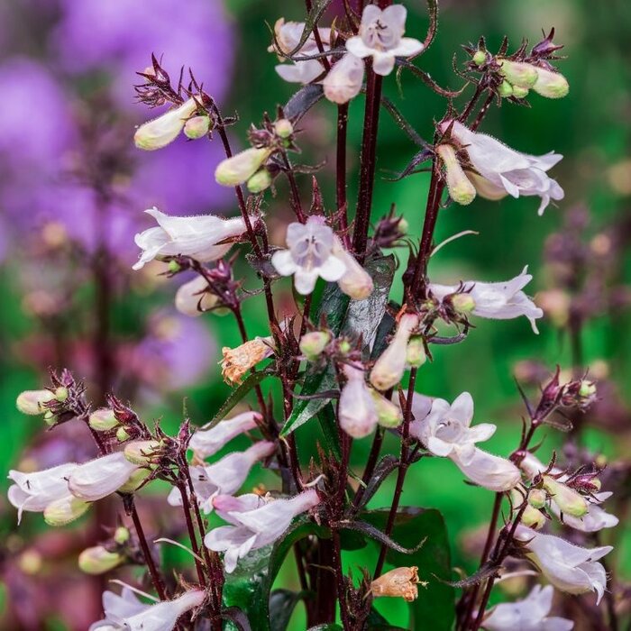 Schildpadbloem - Penstemon digitalis 'Husker Red'