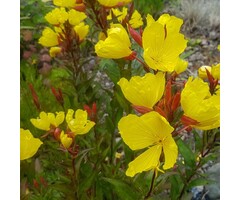 Teunisbloem - Oenothera fruticosa 'Fyrverkeri'