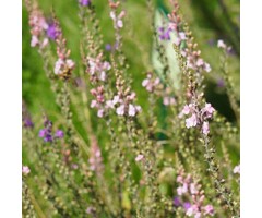 Vlasleeuwebek - Linaria purpurea 'Canon J. Went'