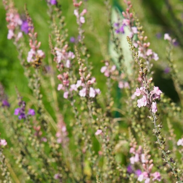 Vlasleeuwebek - Linaria purpurea 'Canon J. Went'