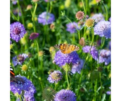 Duifkruid - Scabiosa columbaria 'Butterfly Blue'