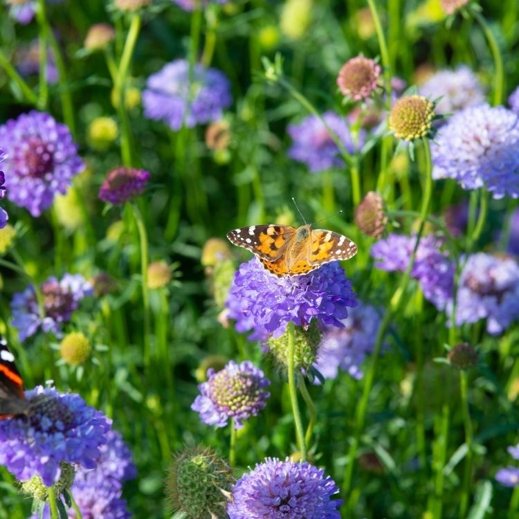 Duifkruid - Scabiosa columbaria 'Butterfly Blue'