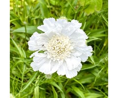 Duifkruid - Scabiosa caucasica 'Miss Willmott'