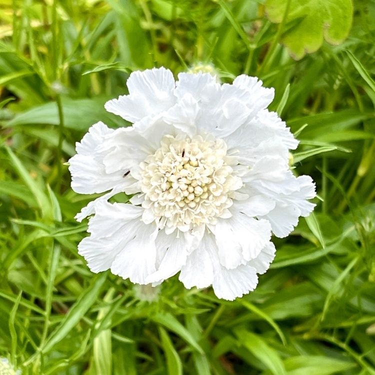 Duifkruid - Scabiosa caucasica 'Miss Willmott'