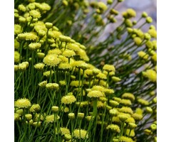 Heiligenbloem - Santolina rosmarinifolia