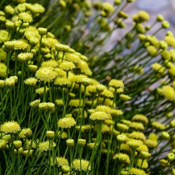 Heiligenbloem - Santolina rosmarinifolia