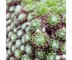 Huislook - Sempervivum arachnoideum