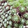 Huislook - Sempervivum arachnoideum