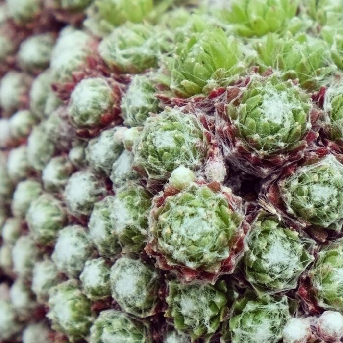 Huislook - Sempervivum arachnoideum