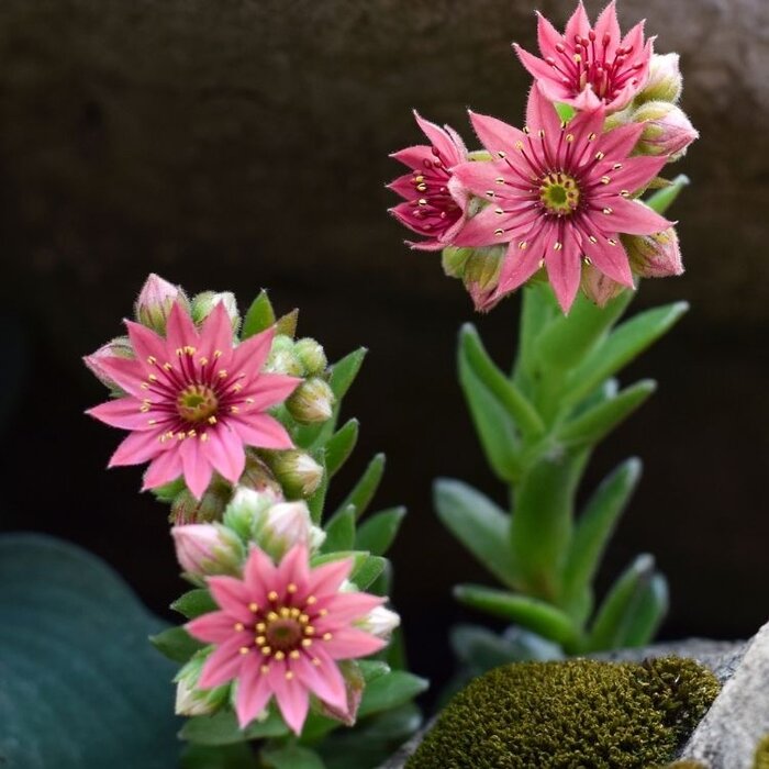 Huislook - Sempervivum arachnoideum