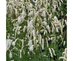 Japanse pimpernel - Sanguisorba tenuifolia alba