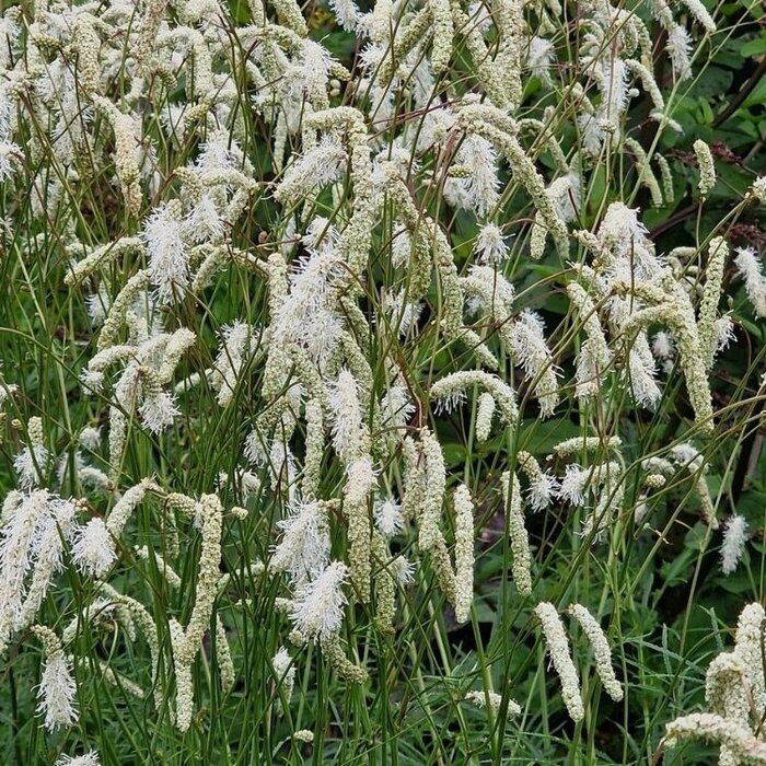 Japanse pimpernel - Sanguisorba tenuifolia alba